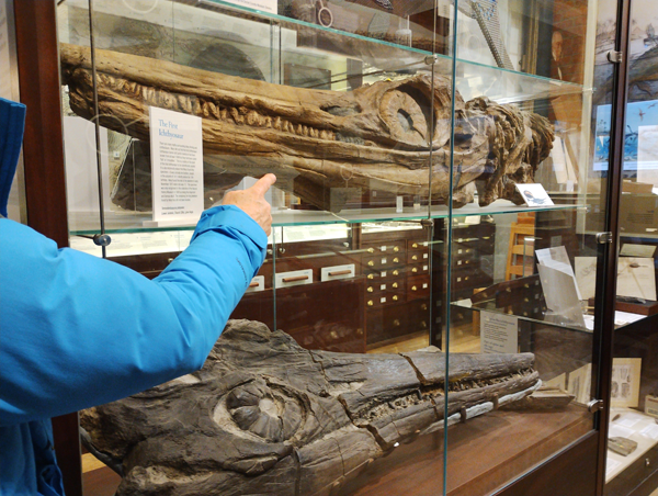 ichthyosaurus head